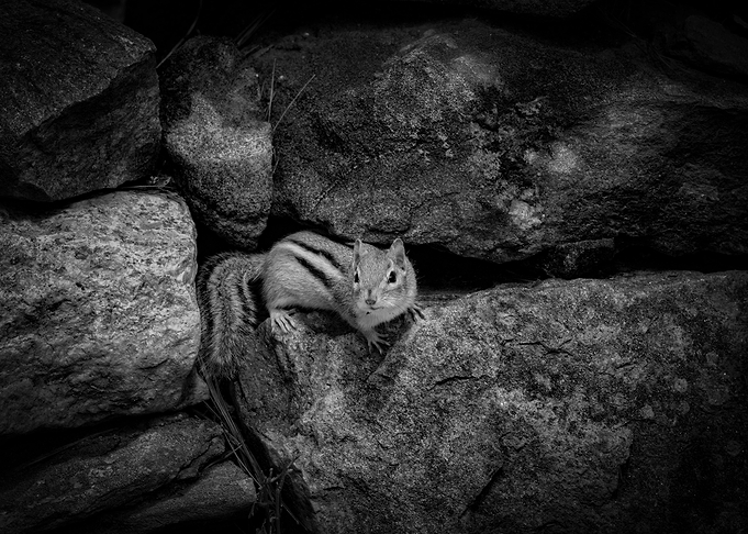 Chipmunk On The Rocks