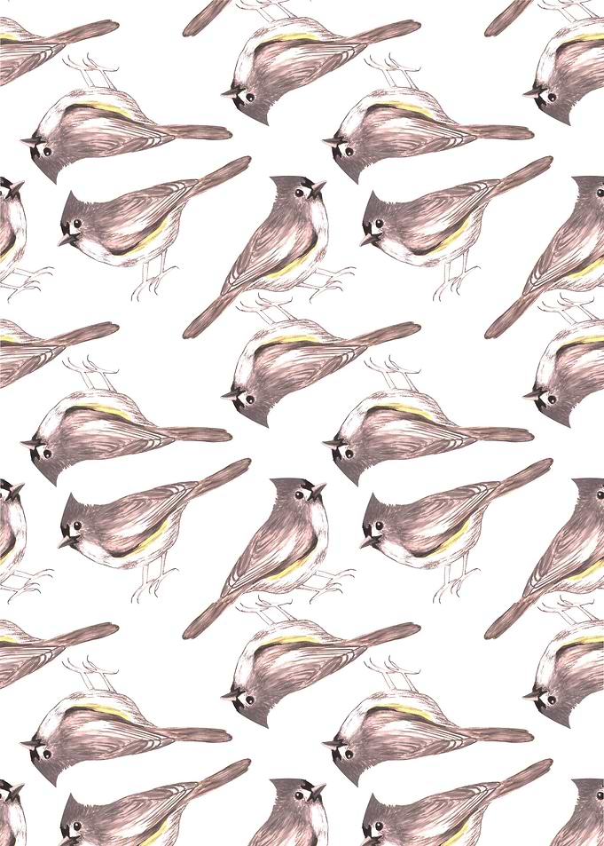Tufted titmouse birds