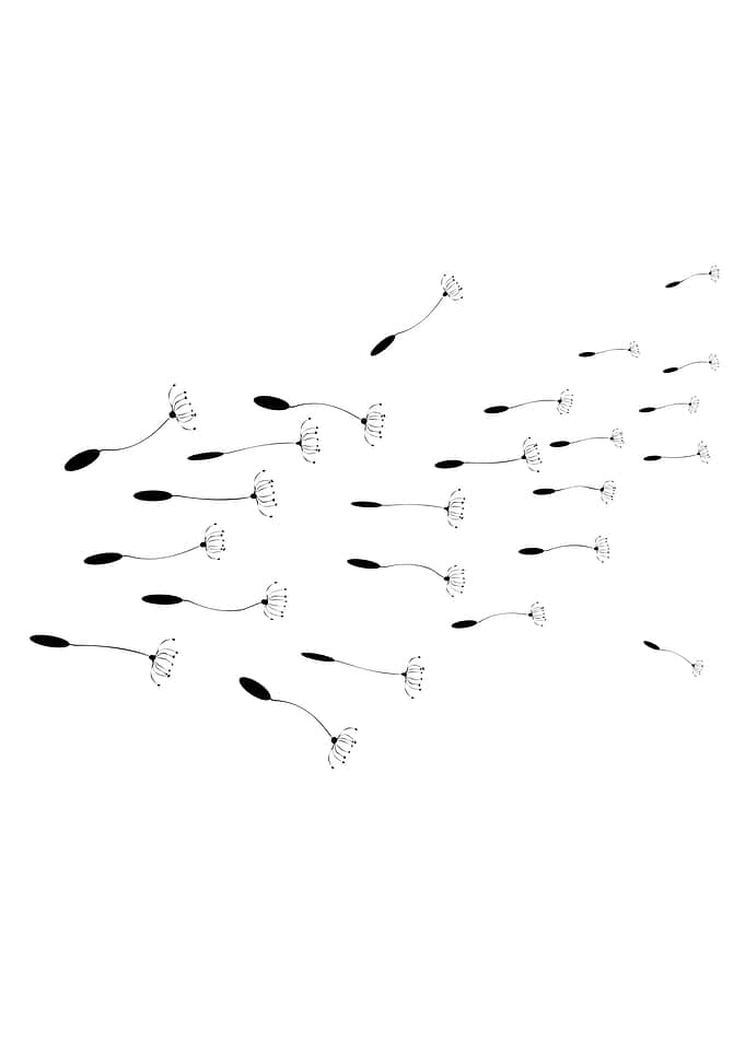 Dandelion Seeds