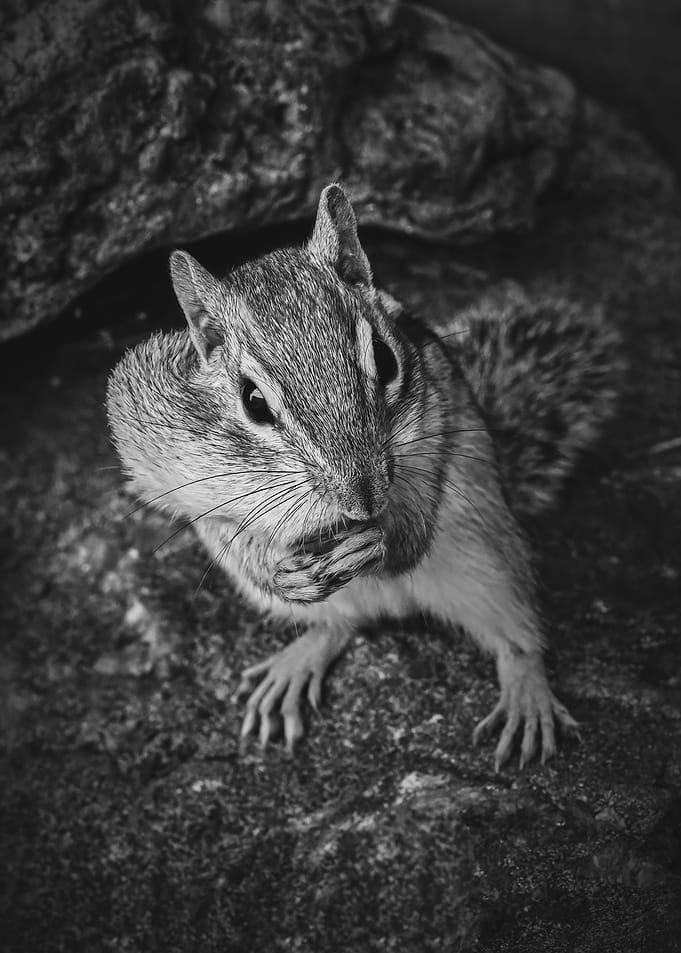 PSST Got Any Snacks
