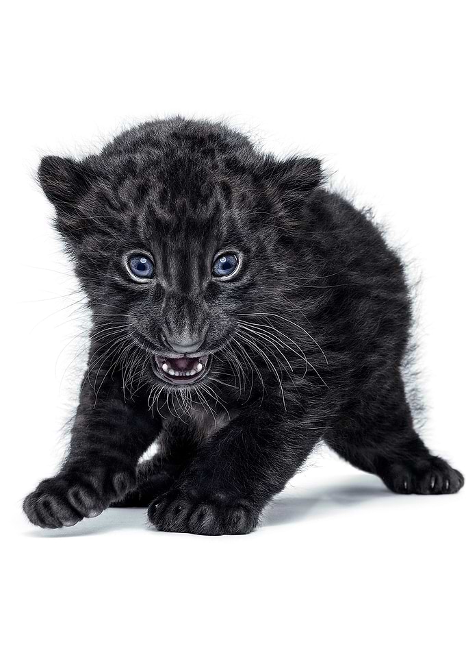 baby black panther poster