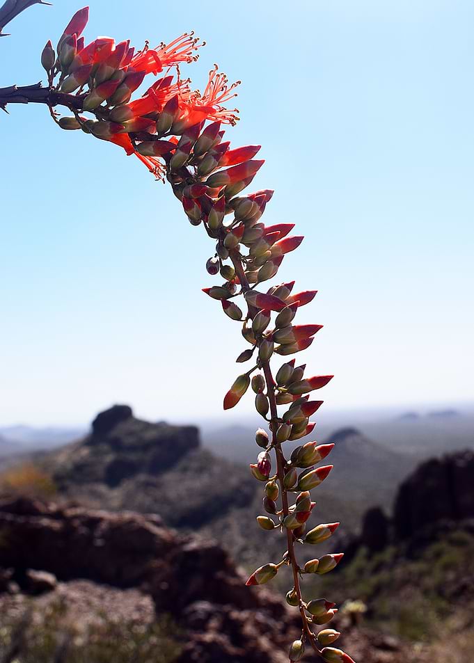 Ocotillo Flower 02