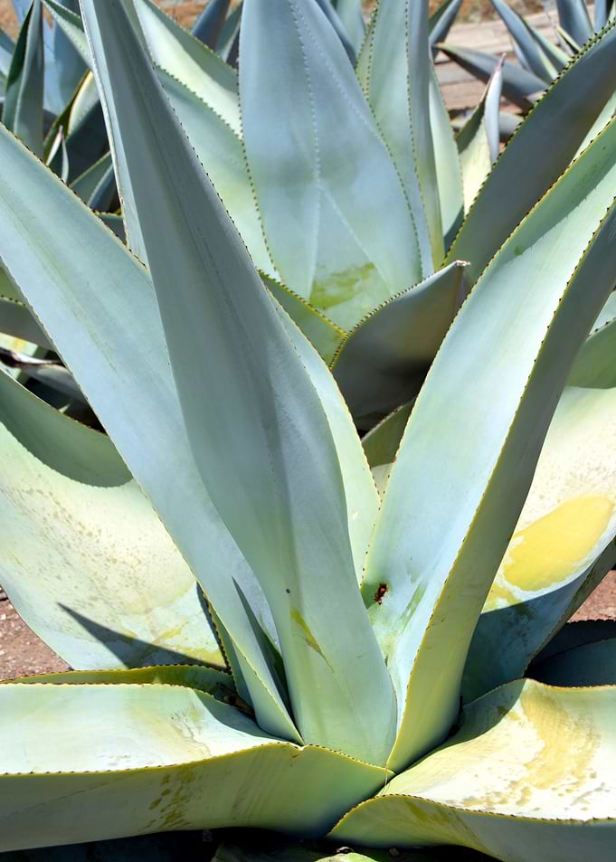 blue agave