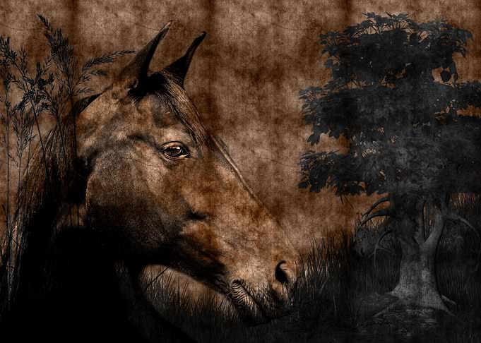 Memories of a Horse