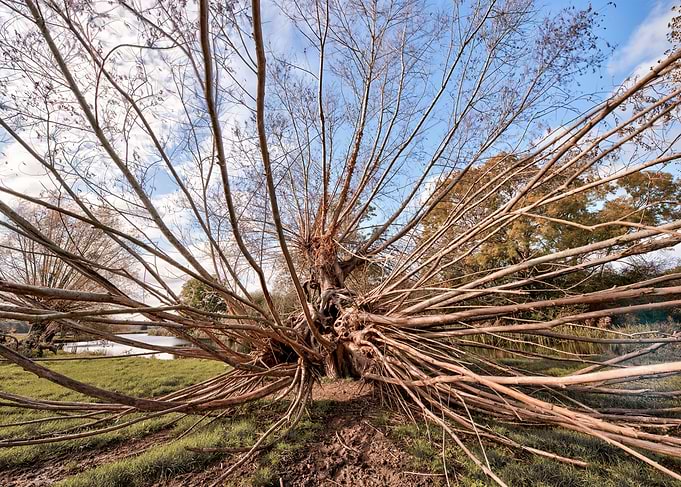 Kind of a Tree