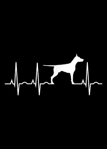 Doberman Dog