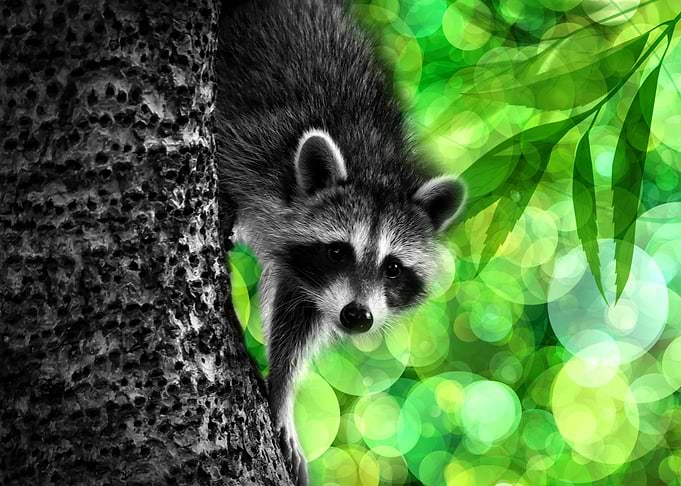 Peek a Boo Raccoon