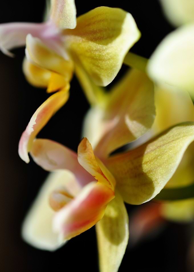 orchid yellow