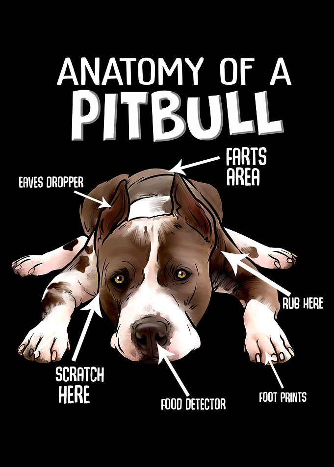American Pitbull Terrier