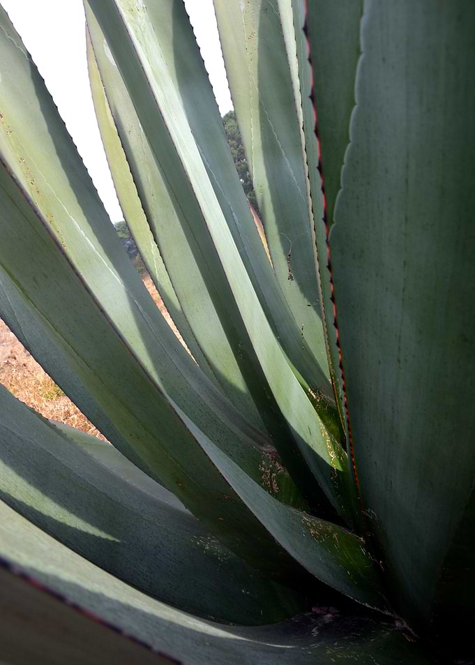 agave close up