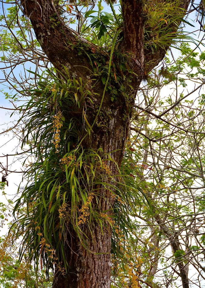 orchid on tree