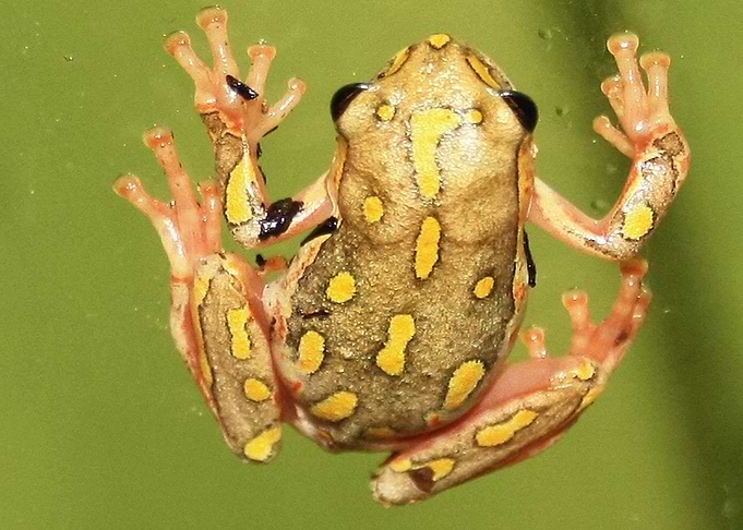 Frogging about