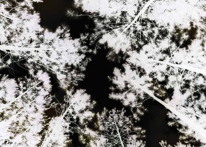 negative tree canopy