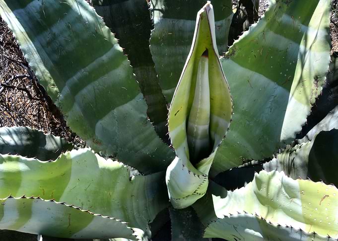 blue agave