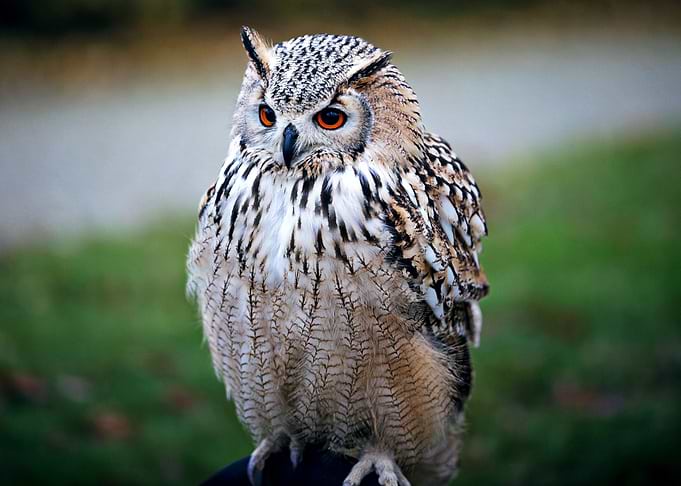 Brown and White Owl