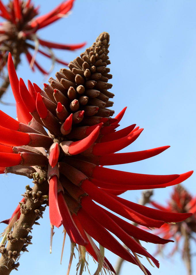 red flower
