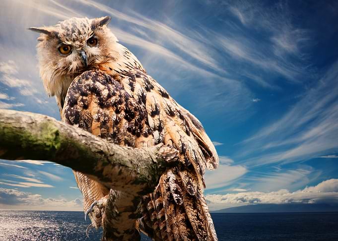 Owl