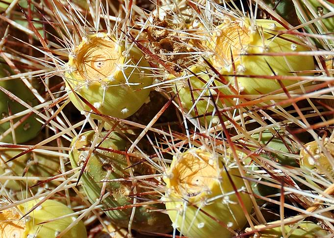 blooming cactus
