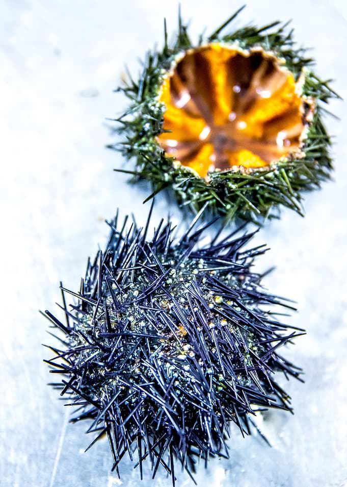 Sea Urchins