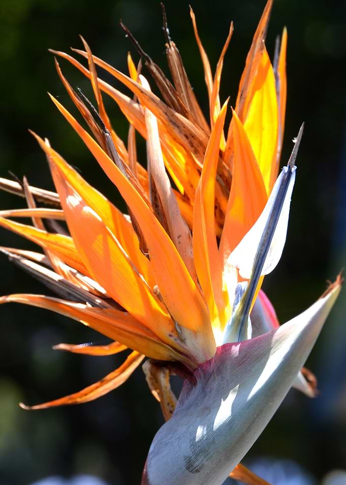 bird of paradise