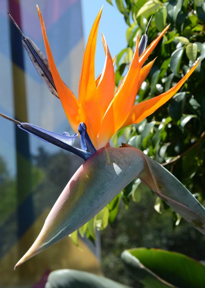 paradise flower