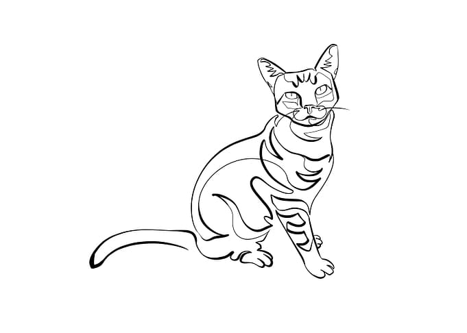 The Cat