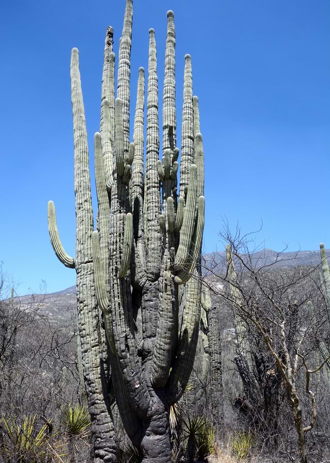old cactus