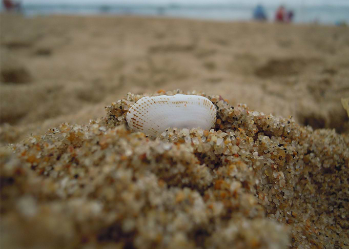 Beach Shell