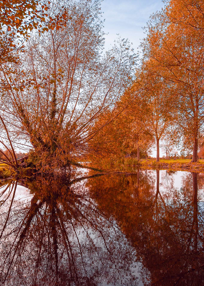 Autumn Trees