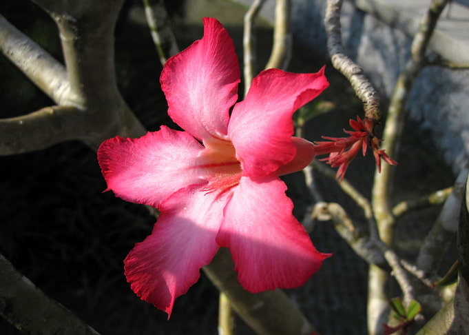 hibiscus