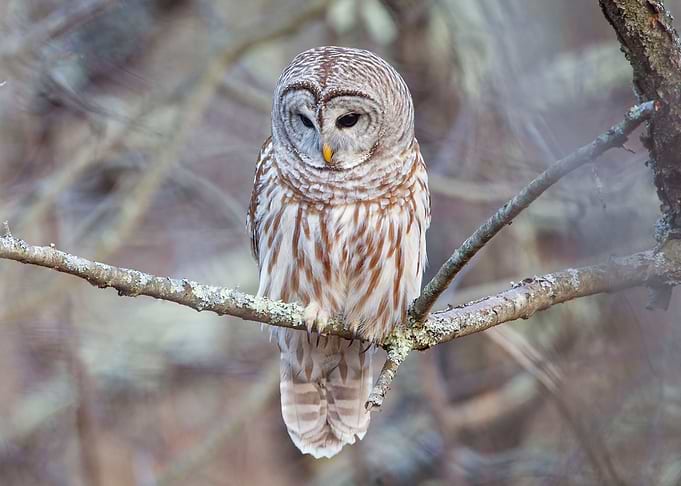 Cute Owl