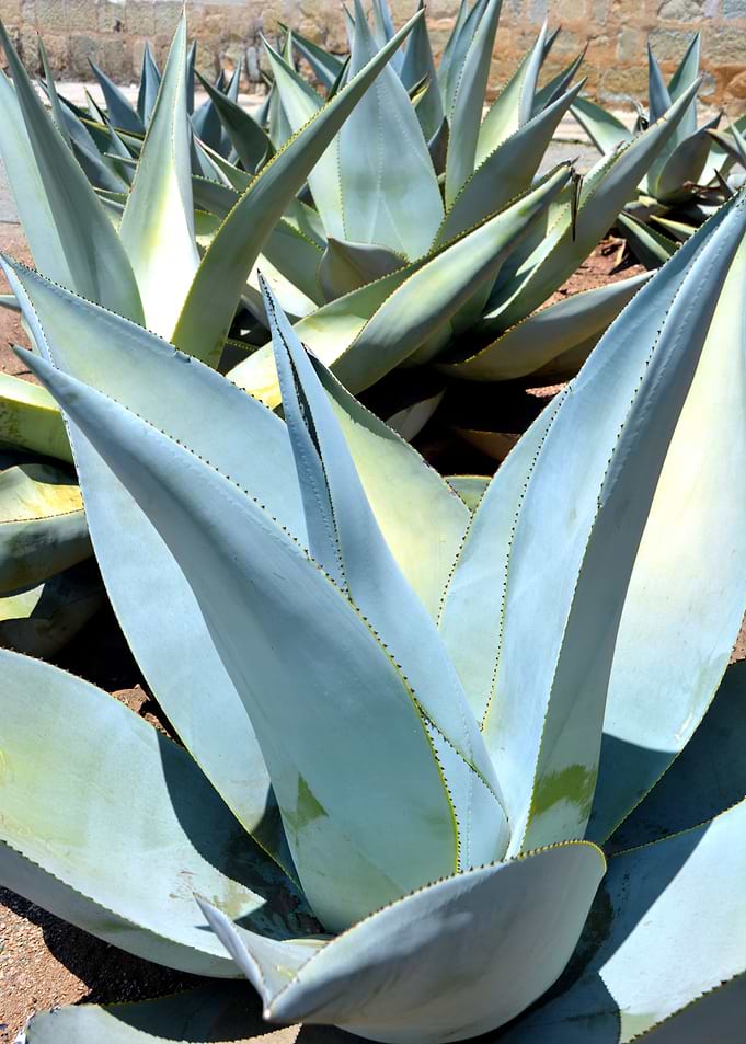 agave