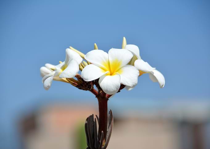 frangipani