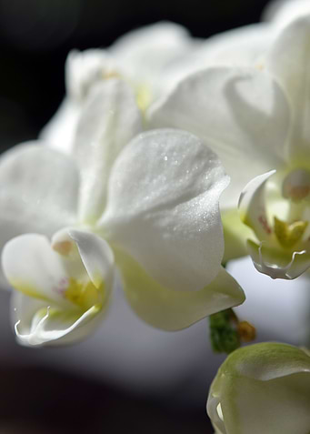 white orchid