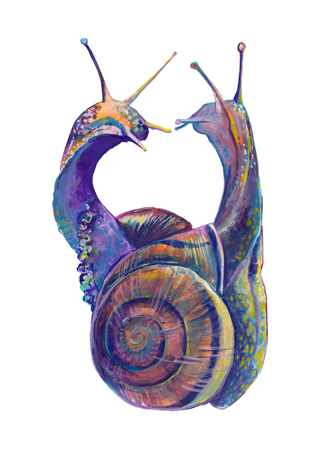 Snail Romance