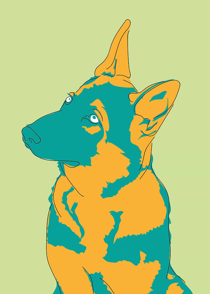 Colour German Shepherd