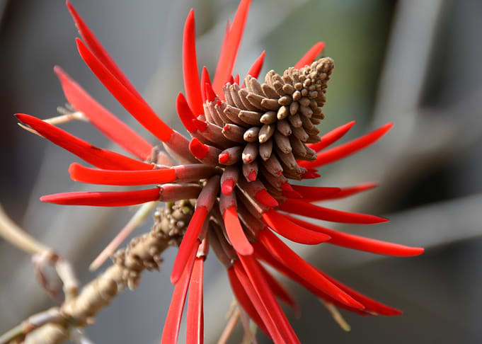 blossom close up