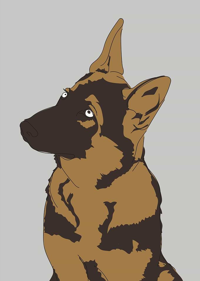 German Shepherd