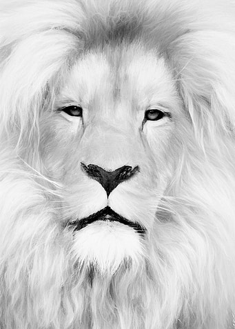 The White Lion