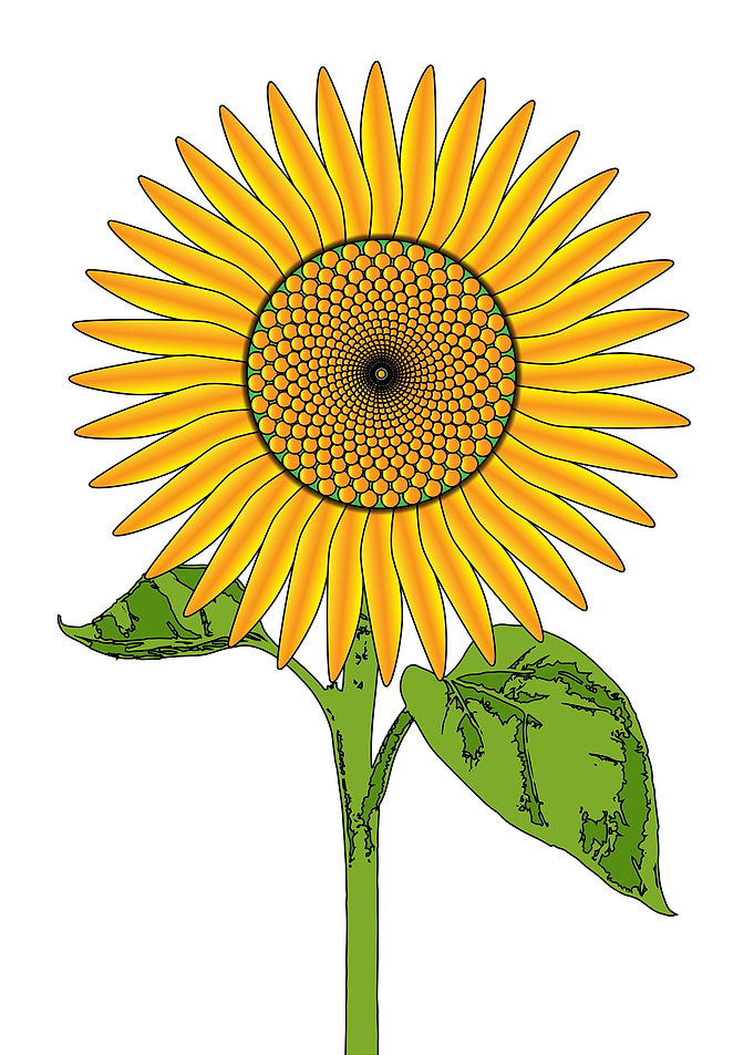 Giant Bright Sunflower