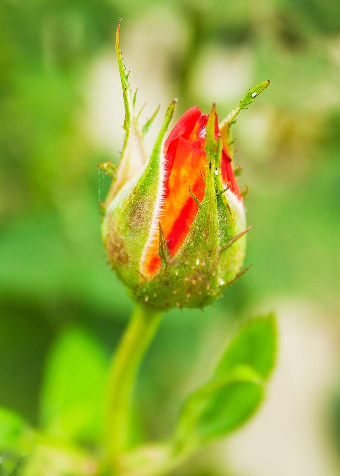 Rose bud