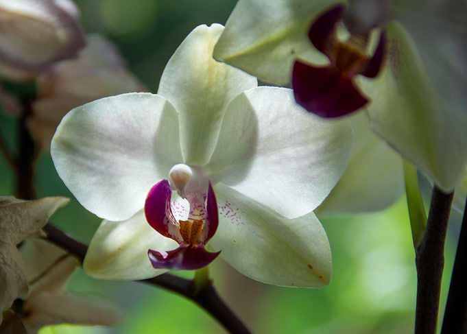 white orchid blossom