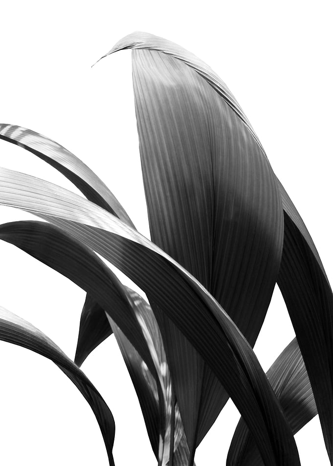 Banana Leaves Jungle 2