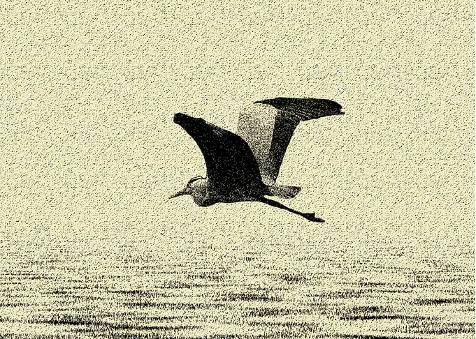 Gray heron over the lake