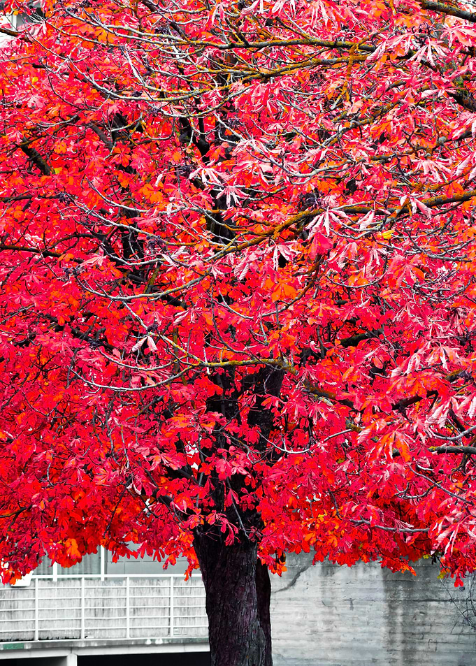 Red tree in city