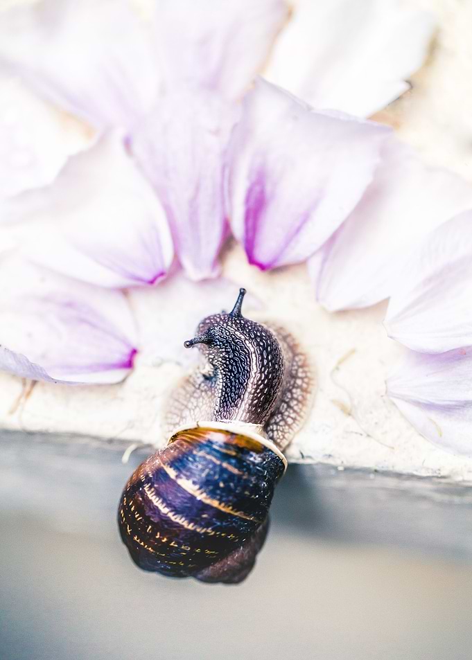 Snail