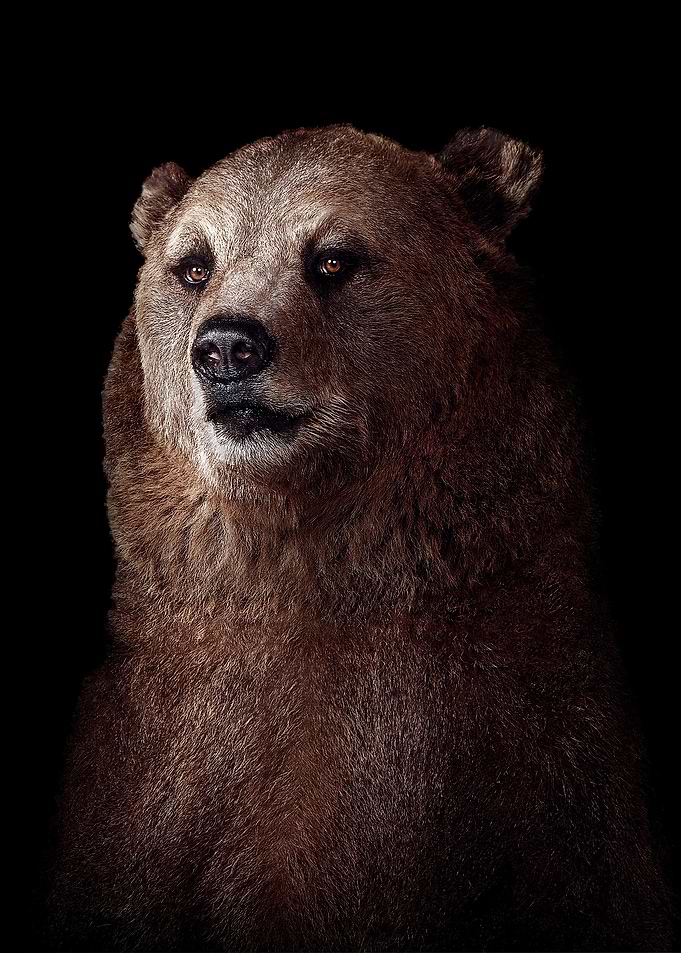 wild Bear poster