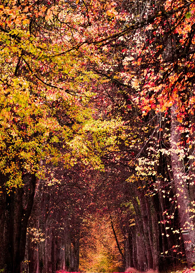 Beautiful tree alley