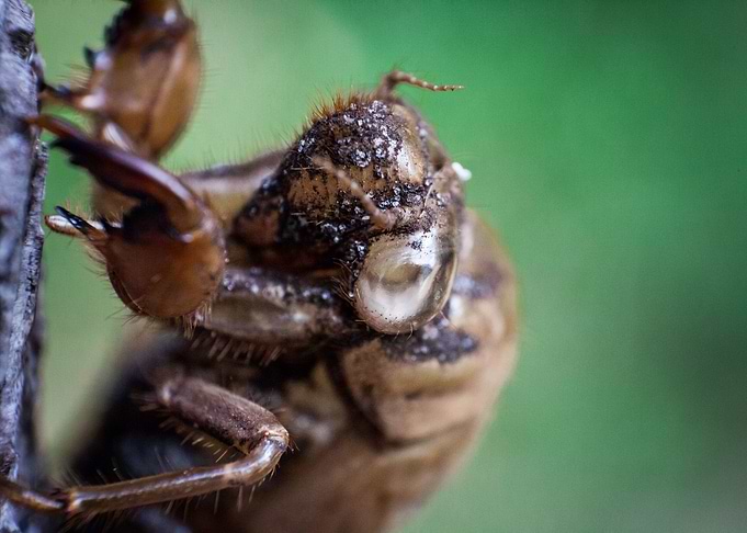 Cicada