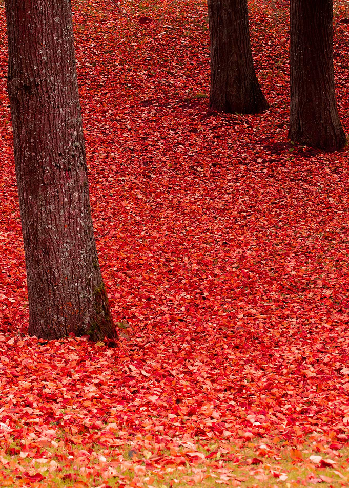 Coloful autumn leaves